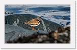 tylli  Great Ringed Plover 8569 * 800 x 484 * (282KB)